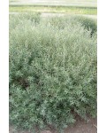 Верба пурпурна Грациліс | Ива пурпурная Грацилис | Salix purpurea Gracilis